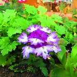 Smilje Апартаменты Шибеник