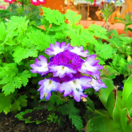 Smilje 公寓 希贝尼克