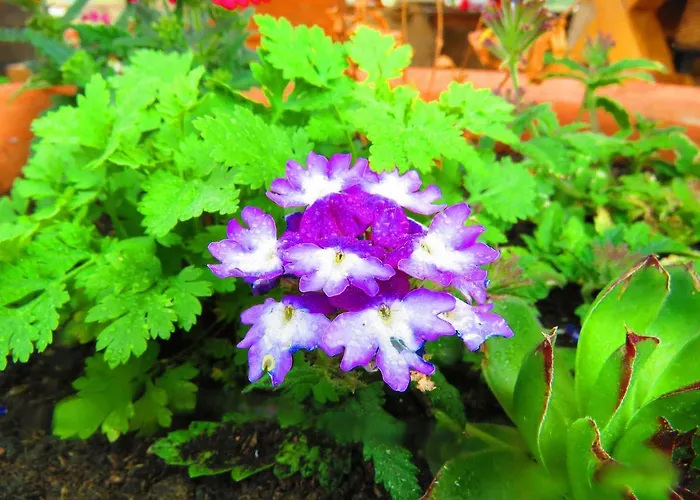 Smilje Lejlighed Šibenik